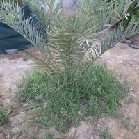 فروش نخل سمبرون