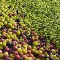 روغن زیتون فرابکر|خوردنی و آشامیدنی|گنبد کاووس, |دیوار