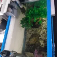 آکواریوم|ماهی|مشهد, محمدآباد|دیوار