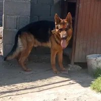 واگذاری یک عدد ژرمن موکوتاه،شیبدار،یکساله