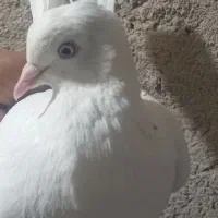 کبوتر|پرنده|نورآباد, |دیوار