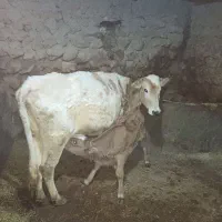 گاوباگوساله سیمینتال