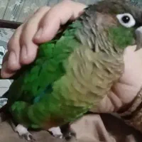گرینچیک گم شده