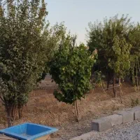 ۴۰۰ متر باغچه ۵۰متربناا معاوضه باخودرو تصادفی واحد|فروش خانه و ویلا|محمدشهر, عباس آباد|دیوار