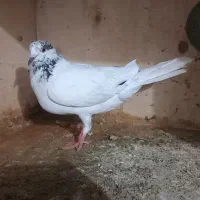 کبوتر|پرنده|گرگان, |دیوار