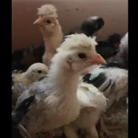 جوجه مرغ و خروس هایه زینتی دو ماهه|حیوانات مزرعه|کاشمر, |دیوار