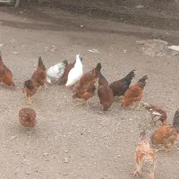 جوجه طبیعی
