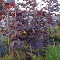 نهال فندق قرمز|گل و گیاه طبیعی|نشتارود, |دیوار