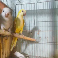 جفت راهب آبی