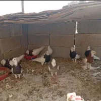 پرنده