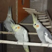 پرنده|پرنده|قم, کلهری|دیوار