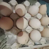 تخم لاری