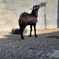 فروش کهره نر جوان|حیوانات مزرعه|لامرد, |دیوار