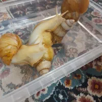 حلزون|خزنده|کاشان, ولیعصر|دیوار