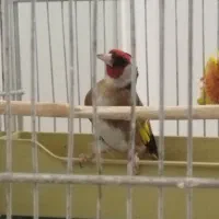 سهره جوجه سال|پرنده|ساوه, |دیوار