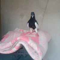 طوقی یال سیاه|پرنده|شیراز, شهرک مهدی‌آباد|دیوار