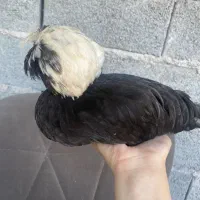 جوجه لهستانی