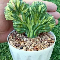 کاکتوس های کلکسیونی