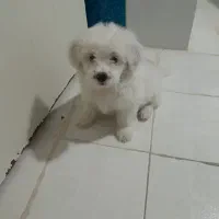 فروش سگ نژاد شیتزو