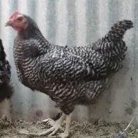 مرغ و خروس آمروک