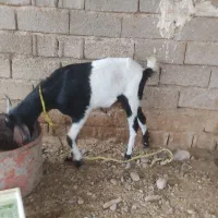 بز افغانی سالم و سرحال|حیوانات مزرعه|شوش, |دیوار