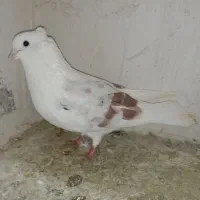 کبوتر شونی|پرنده|معمولان, |دیوار