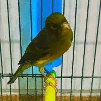 قناری|پرنده|داراب, |دیوار