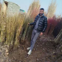 ریشه پسته|گل و گیاه طبیعی|رودبار, |دیوار