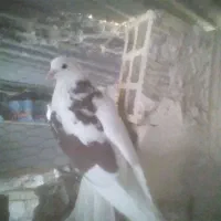 کفتر پرشی شازده|پرنده|خمینیشهر, |دیوار