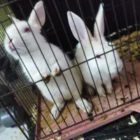 دو عدد بچه خرگوش سفید