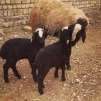 مجـ.ـموعـه دامـ.ـپروری گوسفند dsere قوچ شهر شـال|حراج|فرخ‌شهر, |دیوار