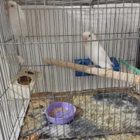 کتوله جفت با قفس