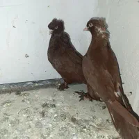 کبوتر فیلی|پرنده|ویلکیج, |دیوار