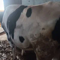 گاو نر گوشتی