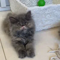 گربه پرشین سوپرفلت دختر دوماهه|گربه|تبریز, |دیوار