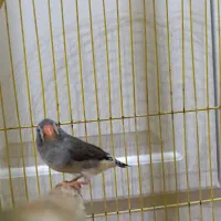 فنچ سیاه|پرنده|ری, دیلمان|دیوار