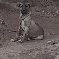 مادهسرابی۴ماهه
