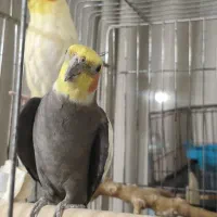 عروس هلندی نر و ماده