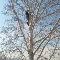 هرس کردن باغ رایگان وخریدن چوب وتنه