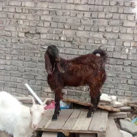 بز نر|حیوانات مزرعه|قم, بیست متری ولیعصر|دیوار