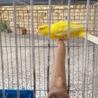 قناری درجه یک کشیده|پرنده|شوش, |دیوار