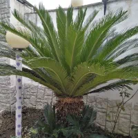 درخت سیکاس|گل و گیاه طبیعی|آمل, |دیوار