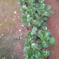 قاشقی دیفن پتوس یوکا