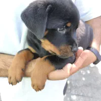 ارتش تک نفره توله روت امریکایی|سگ|کرج, شاهینویلا|دیوار