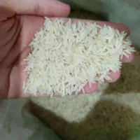 برنج فجر شمال