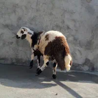 بره نر پلنگی|حیوانات مزرعه|کوهدشت, |دیوار