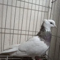 کبوترطوقی ماده غریب گیری|پرنده|فردیس, قریشی|دیوار