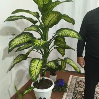 فروش گل دیفن