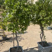 درخت برگ بو (پایه دار)|گل و گیاه طبیعی|تهران, مجیدآباد|دیوار