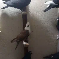 ۱۸تا نر استوره زد خوردی